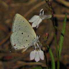 Eicochrysops hippocrates