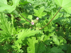 Malva verticillata
