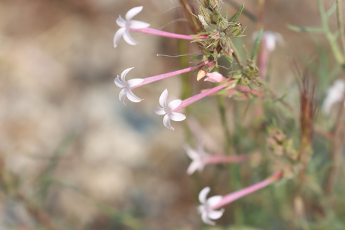 Ipomopsis tenuituba ssp. tenuituba