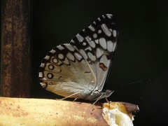 Hamadryas feronia