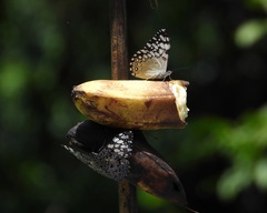 Hamadryas feronia