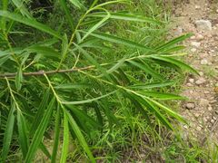 Salix schwerinii