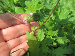 Malva verticillata