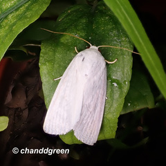 Chasmina sinuata