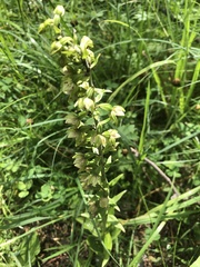 Epipactis helleborine