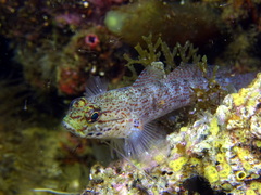 Gobius xanthocephalus