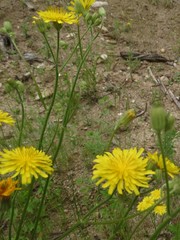 Crepis tectorum