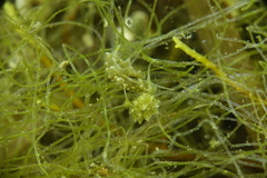 Ercolania viridis image