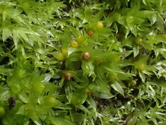 Physcomitrium patens