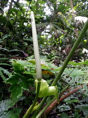 Anthurium caperatum