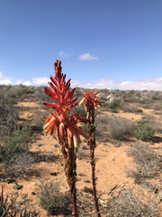 Aloe microstigma framesii