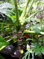 Anthurium caperatum