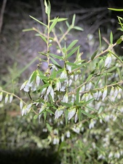 Styphelia biflora