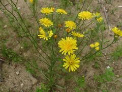 Crepis tectorum