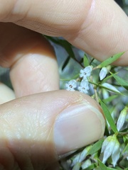 Styphelia biflora