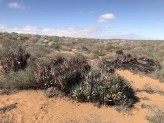 Aloe microstigma framesii