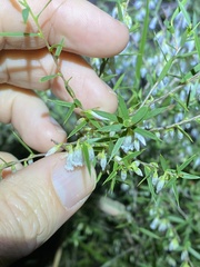 Styphelia biflora