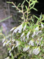 Styphelia biflora