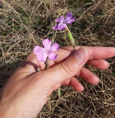 Dianthus japigicus