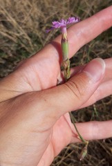 Dianthus japigicus