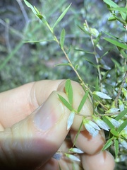 Styphelia biflora