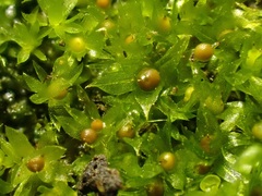 Physcomitrium patens