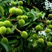 Pulasan - Photo (c) Ahmad Fuad Morad, some rights reserved (CC BY-NC-SA)