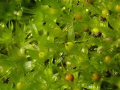 Physcomitrium patens