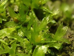 Physcomitrium patens