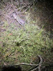 Styphelia biflora