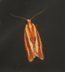 Sparganothis tristriata
