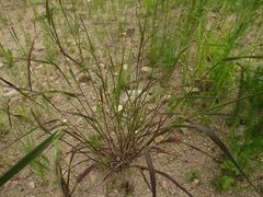 Elymus sibiricus