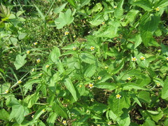 Galinsoga parviflora