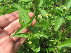 Galinsoga parviflora