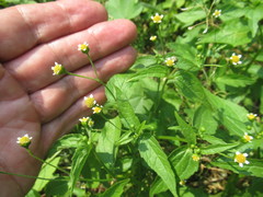 Galinsoga parviflora