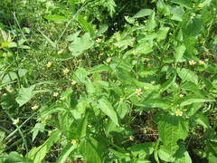 Galinsoga parviflora