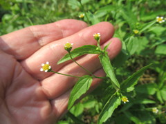 Galinsoga parviflora