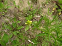 Ranunculus chinensis
