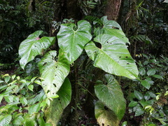 Anthurium caperatum
