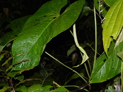 Anthurium caperatum