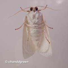 Chasmina sinuata