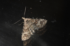 Alucita adriendenisi