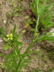 Ranunculus chinensis