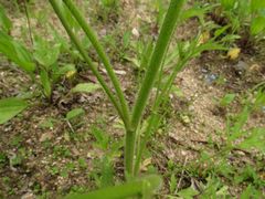 Ranunculus chinensis