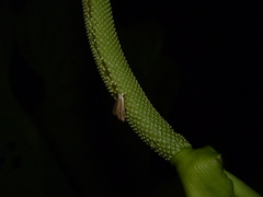 Anthurium caperatum