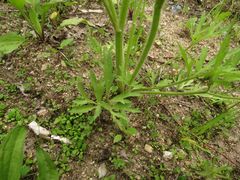Ranunculus chinensis
