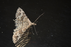 Alucita adriendenisi