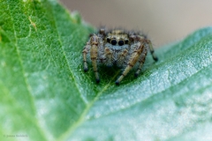 Dendryphantes hastatus