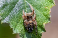 Dendryphantes hastatus