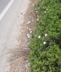 Dianthus japigicus
